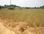 東莞洪梅梅沙大路邊70畝地皮出租