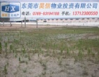平整寬闊的東莞虎門80畝工業(yè)用地出售/工業(yè)土地出讓