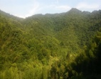 東莞山地出售2728畝大面積竹林轉讓